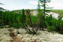 ����� ������ �������