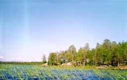 ��.�����, �������� �������